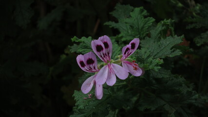 Pink Geranium in bloom in the shade.