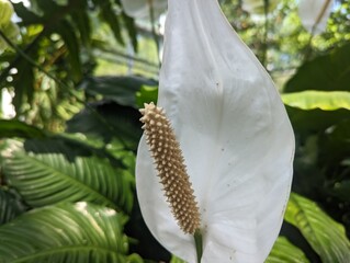 Peace Lilly in bloom with leaves