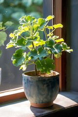 Potted Plant by Window