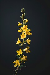 Yellow Flowering Plant on Black Background