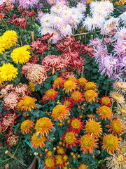 Burst of Color Autumn Beauty, Assorted Vibrant Chrysanthemum flowers in a Garden Setting