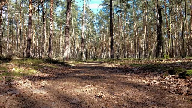 Shadows of trees in the forest swaying in the wind.
