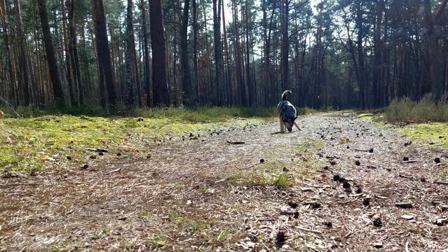 A dog running along a forest path and sniffing around.