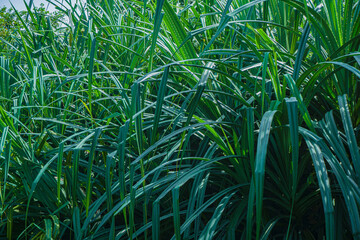 beautiful green grass background photo