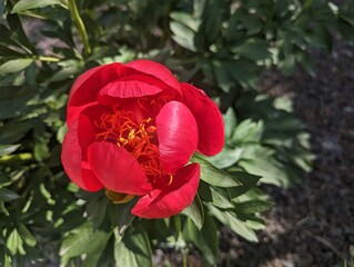 Red flower in bloom sunlight