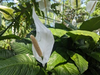 Peace Lilly in bloom with leaves