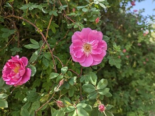 Pink flower in bloom with leaves