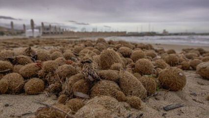 Bolas o pelotas de mar , formadas por las hojas de la posidonia muertas , playas de Alicante,...