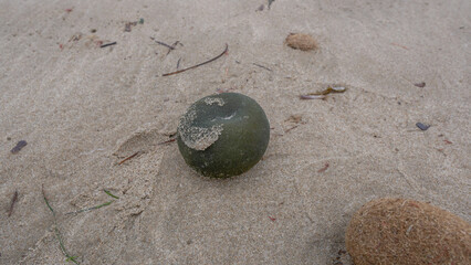 Codium bursa , primer plano de un alga redonda y verde con forma de bola varada en la orilla de la la Playa de El Campello , Alicante, Valencia , España