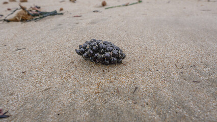 Codium coralloides , alga verde en forma de riñon , varada en la arena de la orilla de la playa