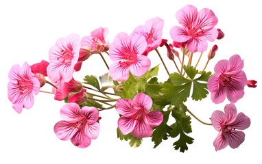 A cluster of delicate pink flowers resting on a pristine white background