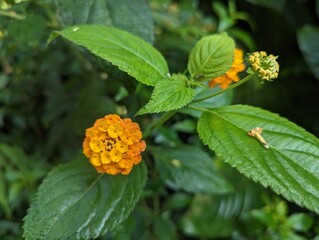 orange flower in bloom, leaves, light