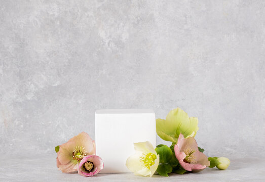 Cosmetic background. Cubic white podium and flowers hellebores on a gray backdrop. Mockup for the demonstration of natural body care products. copy space