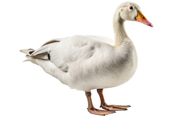 A graceful white duck stands majestically on a pure white surface