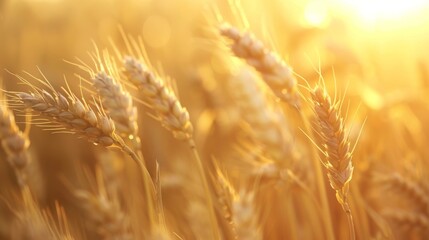  A wheat field bathed in sunlight
