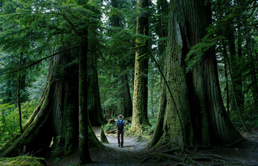 Backpacker in the sequoia forest