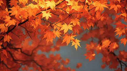 autumn maple leaves