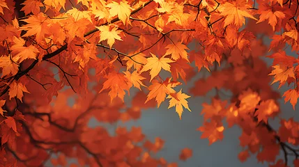 Keuken spatwand met foto autumn maple leaves © ma