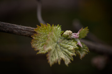 Vine sprout. Bud on the grape branch in a wine yeard - 771745382
