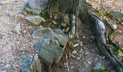 limestones and tree roots at sunset