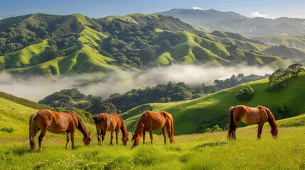  A group of horses grazes on a foggy green hill, with low-lying clouds in the distance