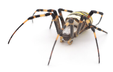 Yellow and brown spider. - 771747719