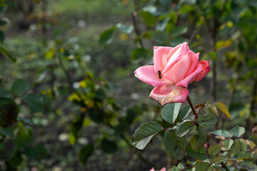pink garden rose blooming on a bush flowers outdoor