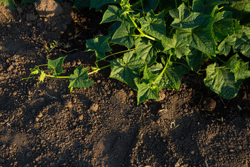 Organic Cucumber plants growing on soil vegetables garden farm outdoor