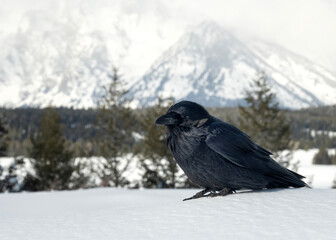 Raven (Corvus corax); Grand Teton NP; Wyoming  - 771748385