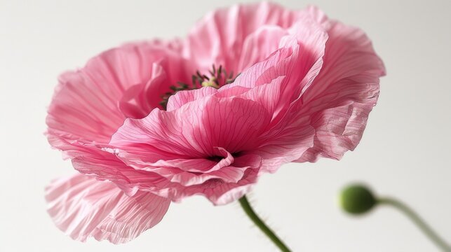  A sharp image of a pink bloom against a white backdrop, concentrating on the flower's core