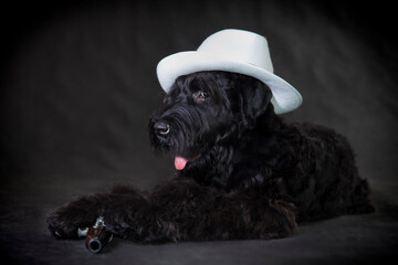 Russian black terrier dog in a hat and with a gun
