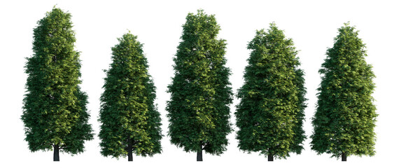 Thuja occidentalis frontal set Smaragd evergreen emerald green American Arbovitae bush shrub...