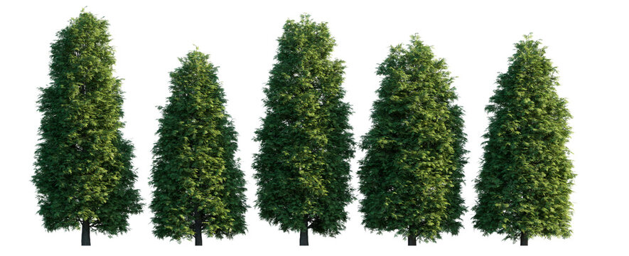 Thuja occidentalis frontal set Smaragd evergreen emerald green American Arbovitae bush shrub isolated png on a transparent background premium cutout