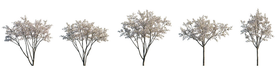 Set of big bush malus flowering shrub frontal isolated png on a transparent background perfectly cutout (Crabapples Flowering white Crab apple) - obrazy, fototapety, plakaty
