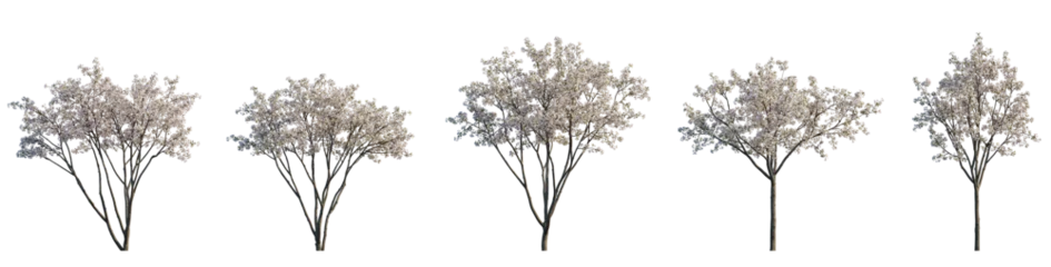 Foto op Aluminium Set of big bush malus flowering shrub frontal isolated png on a transparent background perfectly cutout (Crabapples Flowering white Crab apple) © Roman