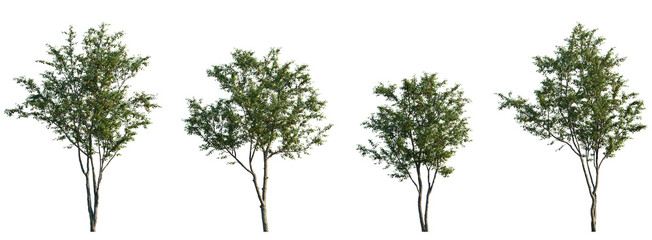 Cherry fruit trees frontal set street summer tree medium and small isolated png on a transparent background perfectly cutout
(Prunus cerasus, Prunus avium) - obrazy, fototapety, plakaty