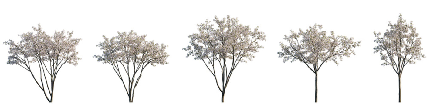 Set of big bush malus flowering shrub frontal isolated png on a transparent background perfectly cutout (Crabapples Flowering white Crab apple)