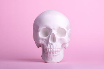 White gypsum anatomical skull isolated on pink background