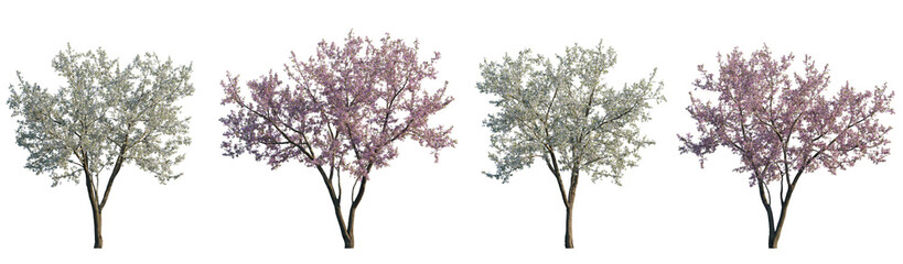 Cherry trees sakura blossoming frontal set street summer trees medium and small isolated png on a transparent background perfectly cutout
(Prunus cerasus, Prunus avium) - obrazy, fototapety, plakaty