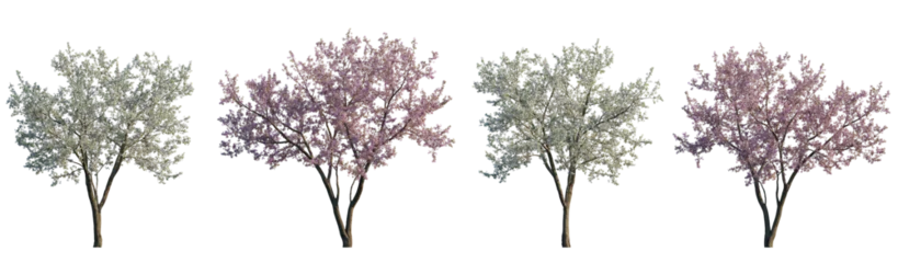 Cercles muraux Collage de graffitis Cherry trees sakura blossoming frontal set street summer trees medium and small isolated png on a transparent background perfectly cutout (Prunus cerasus, Prunus avium)