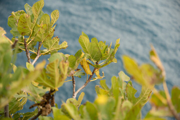 Tree on a cliff overlooking the sea
