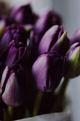 close up of purple tulip