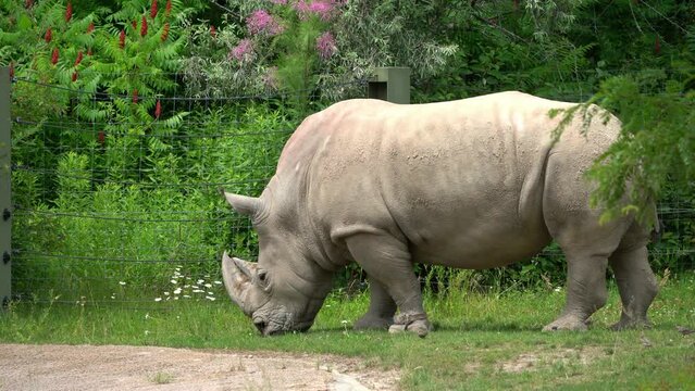 White rhinoceros  (Ceratotherium simum),  walk in the Toronto zoo, 4k footage 