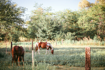 horses grazing in a field