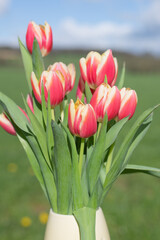 Pink garden tulips (tulipa gesneriana) in bloom