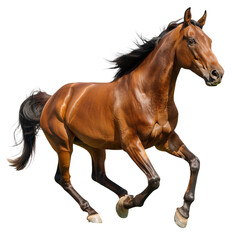 Elegant horse in running pose on transparent or white background