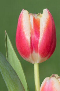 Close up of a pink garden tulip (tulipa gesneriana) in bloom