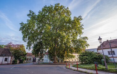 London plane tree on Old Town of Mikulov town, Czech Republic