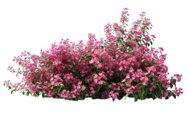 Pink flowers bush shrub green tree on transparent or white background
