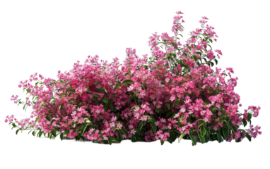 Pink flowers bush shrub green tree on transparent or white background